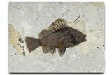 Huge, Detailed Fossil Fish (Priscacara serrata) - Wyoming #370894-1